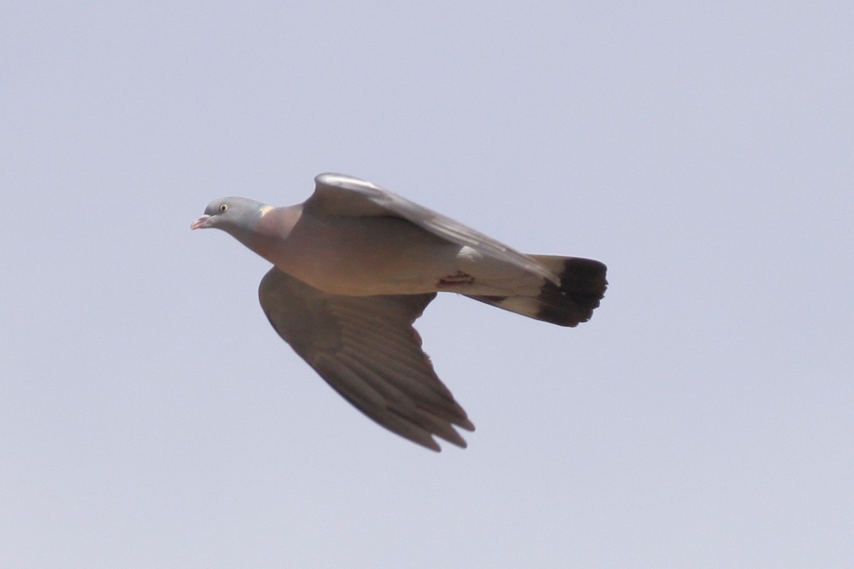 Common Wood-Pigeon - Padma Gyalpo