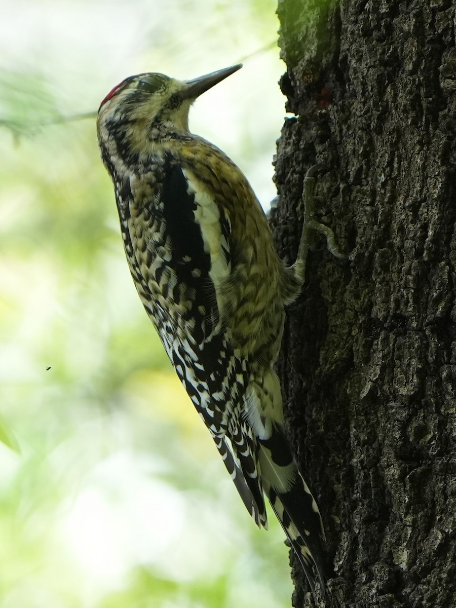 Yellow-bellied Sapsucker - ML417237211