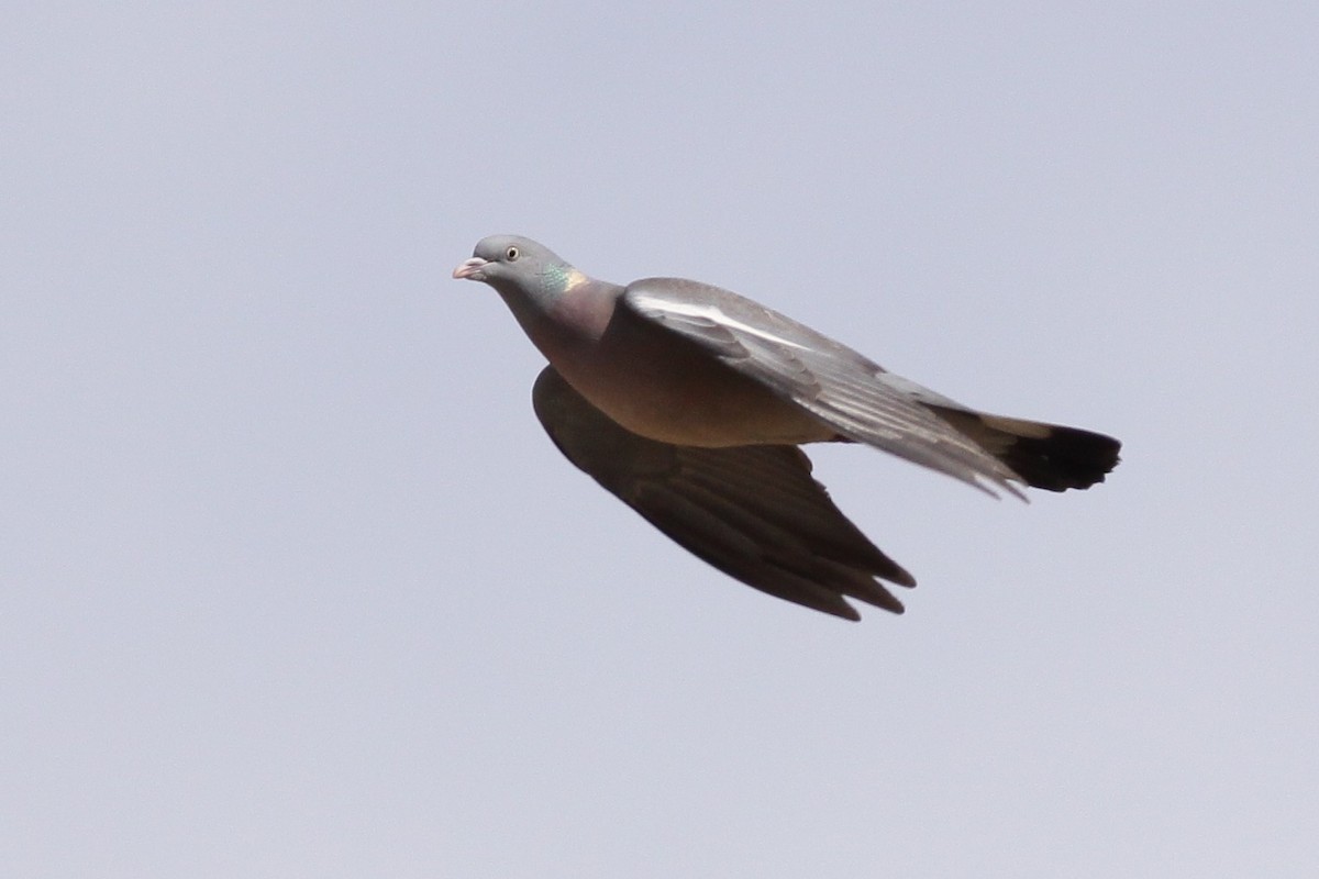 Common Wood-Pigeon - ML417237231