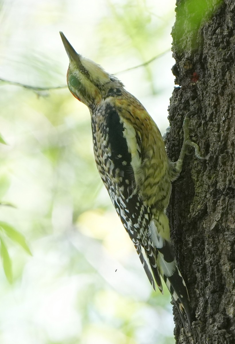 Yellow-bellied Sapsucker - ML417237271