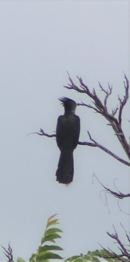 Levaillant's Cuckoo - Nyreen Roberts