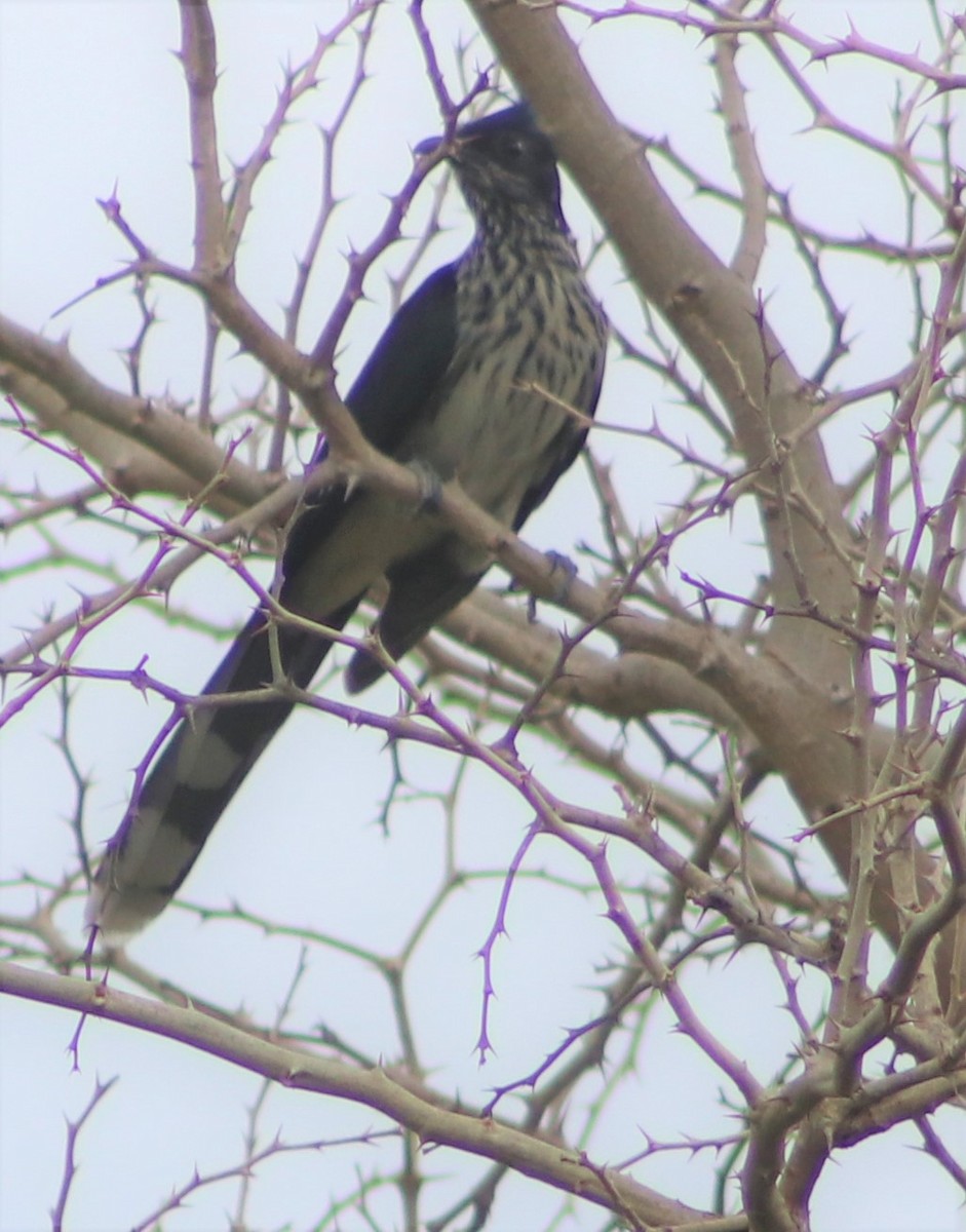 Levaillant's Cuckoo - ML417237951