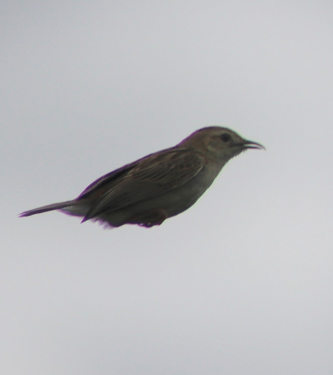 Flappet Lark - Nyreen Roberts