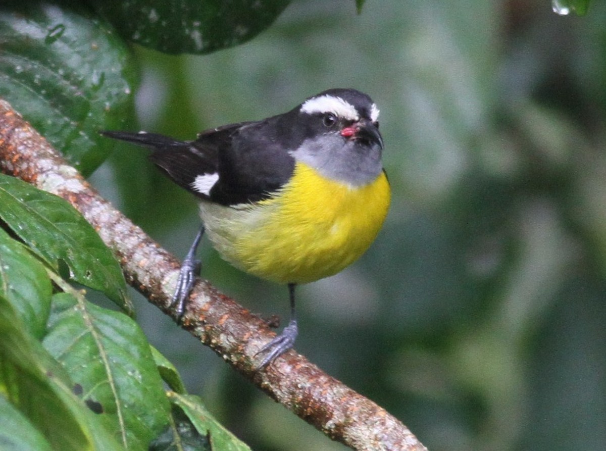 Bananaquit - John  Crosby