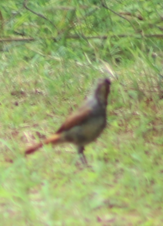 Collared Palm-Thrush - ML417239491