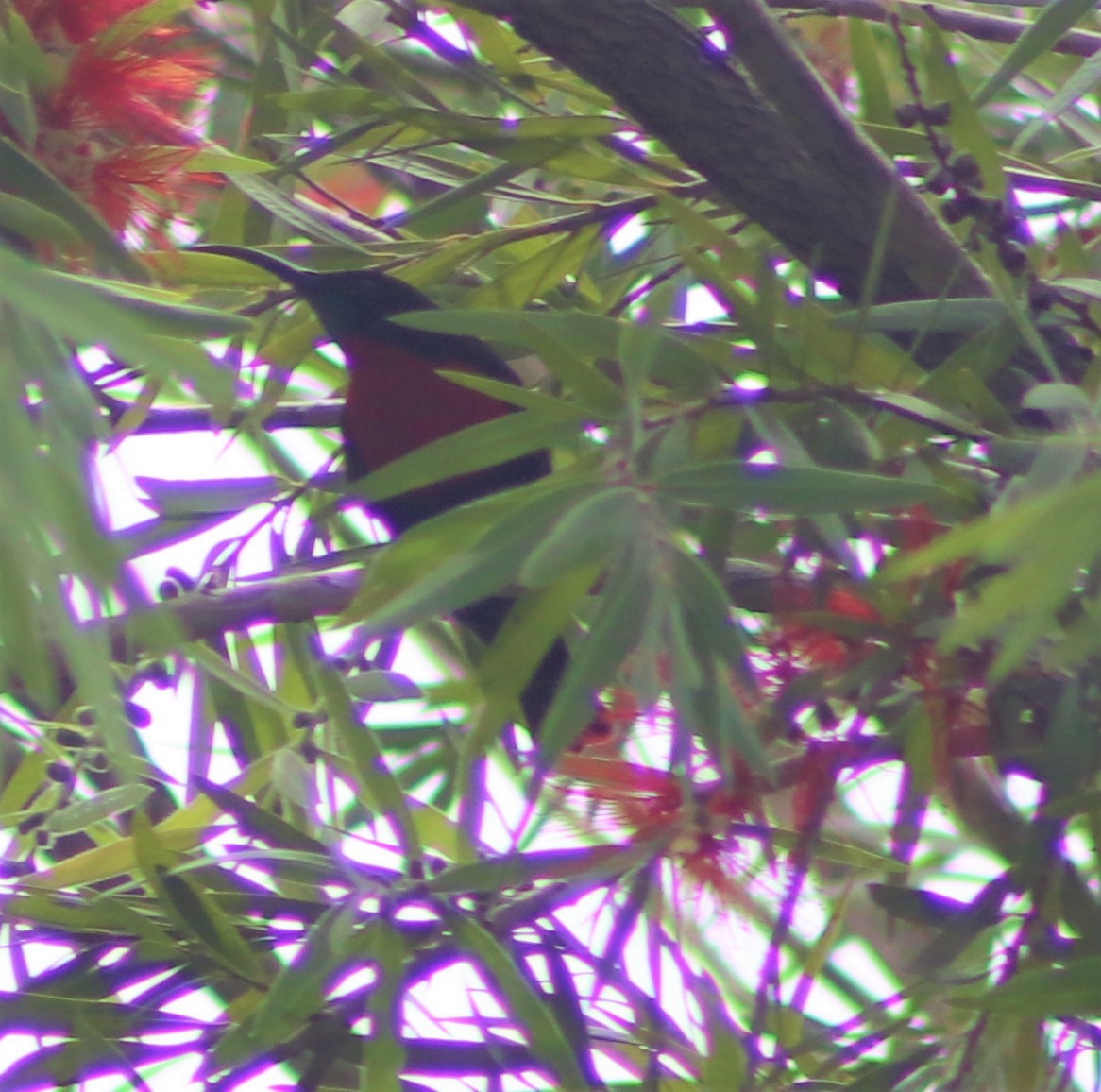 Scarlet-chested Sunbird - ML417239581