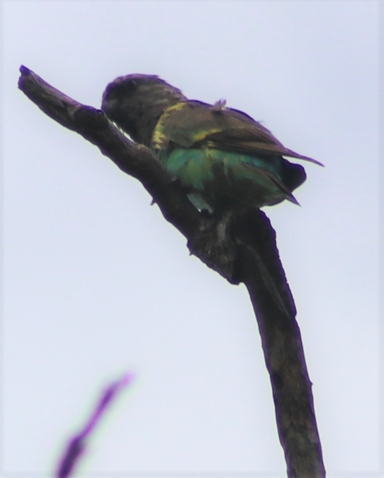 Meyer's Parrot - Nyreen Roberts