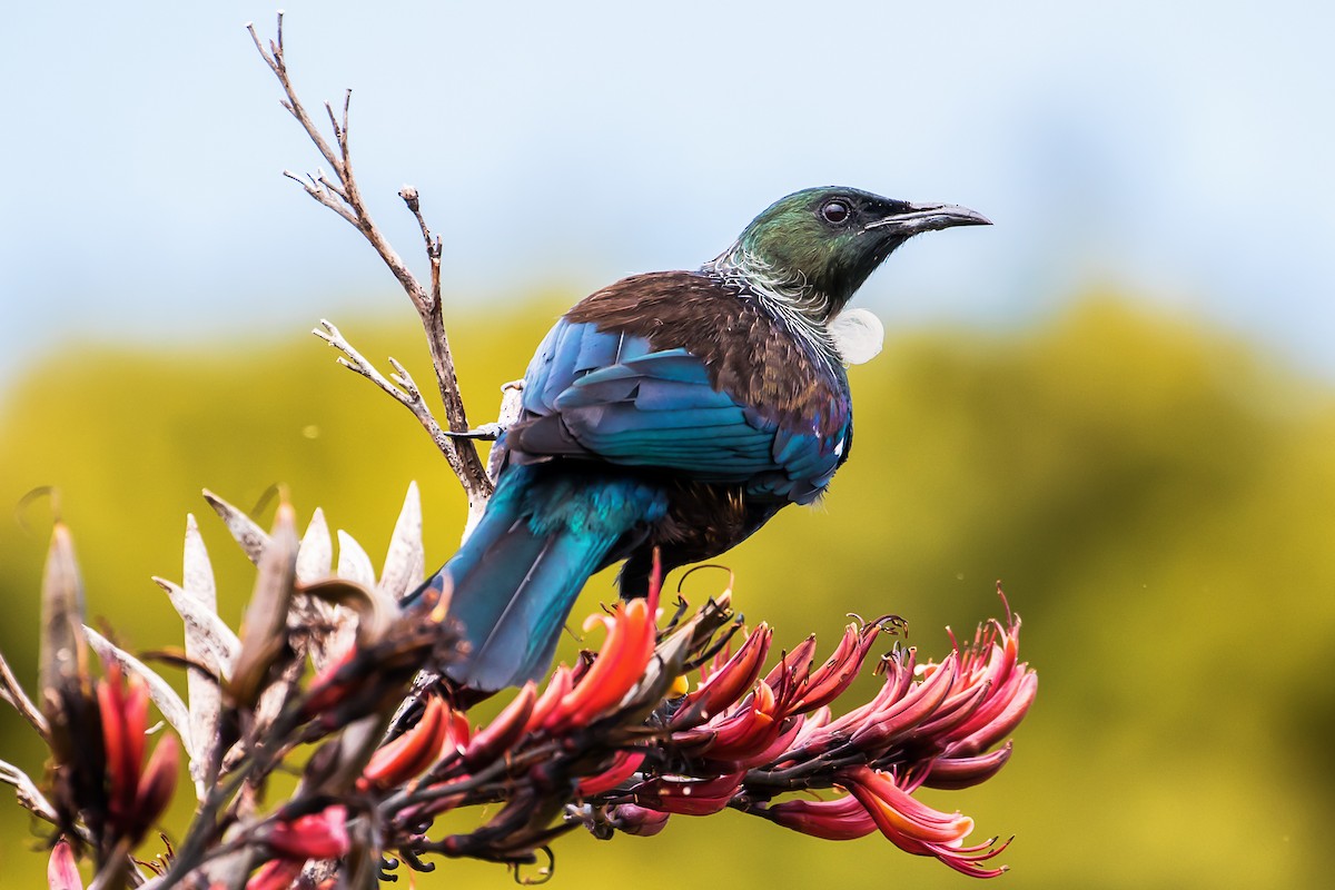 Tui - graichen & recer