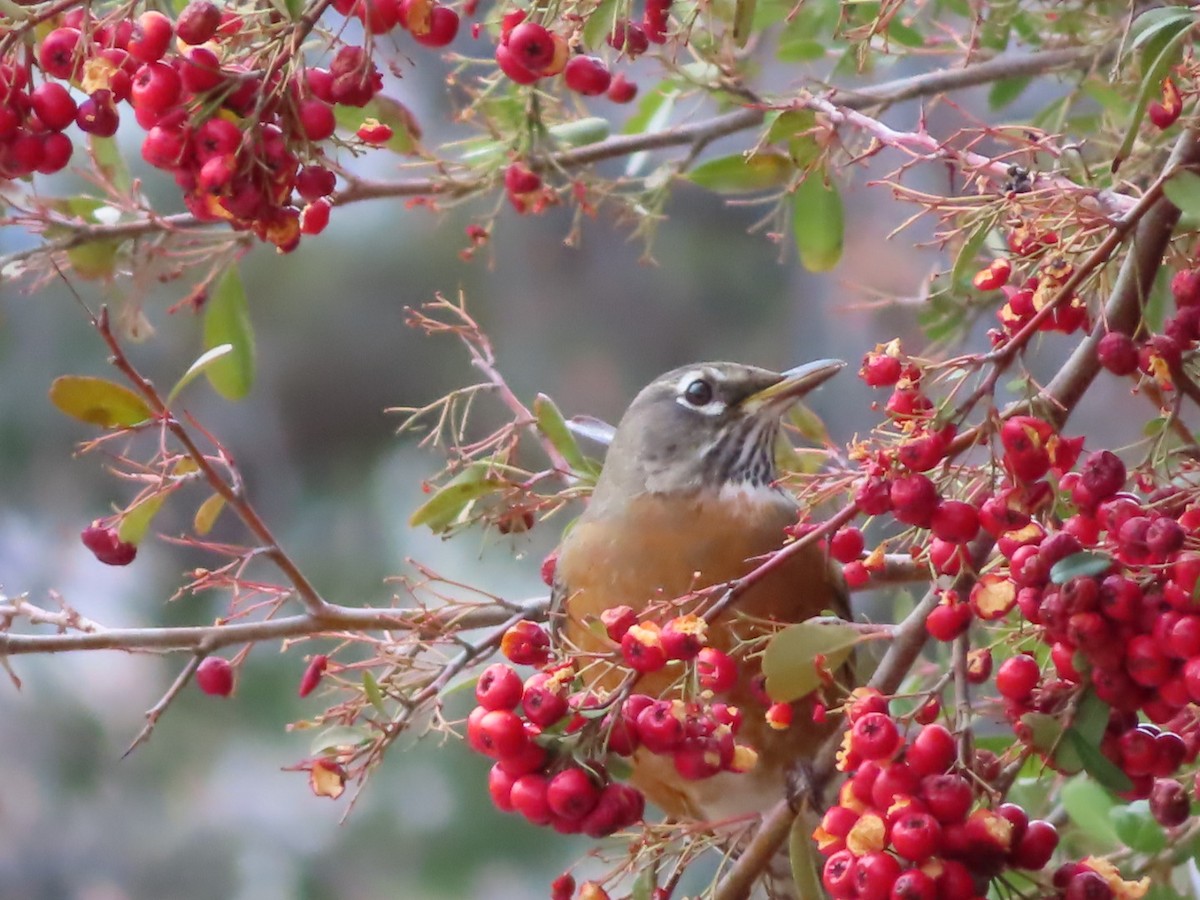 American Robin - ML417241721