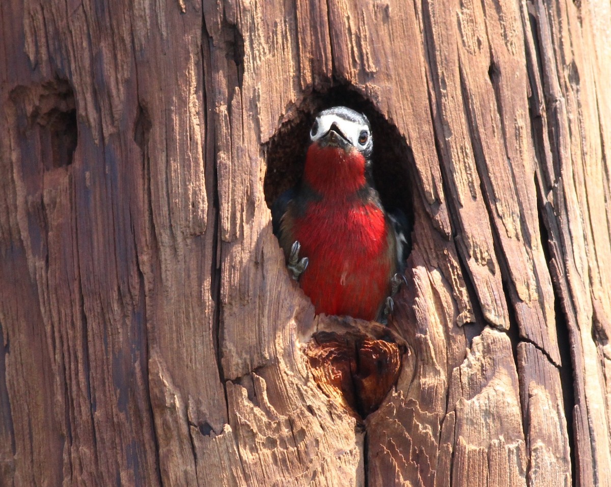 Puerto Rican Woodpecker - ML417242841