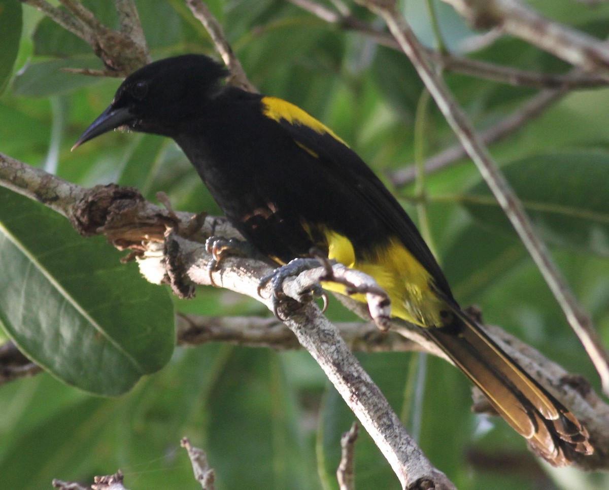 Puerto Rican Oriole - ML417243071