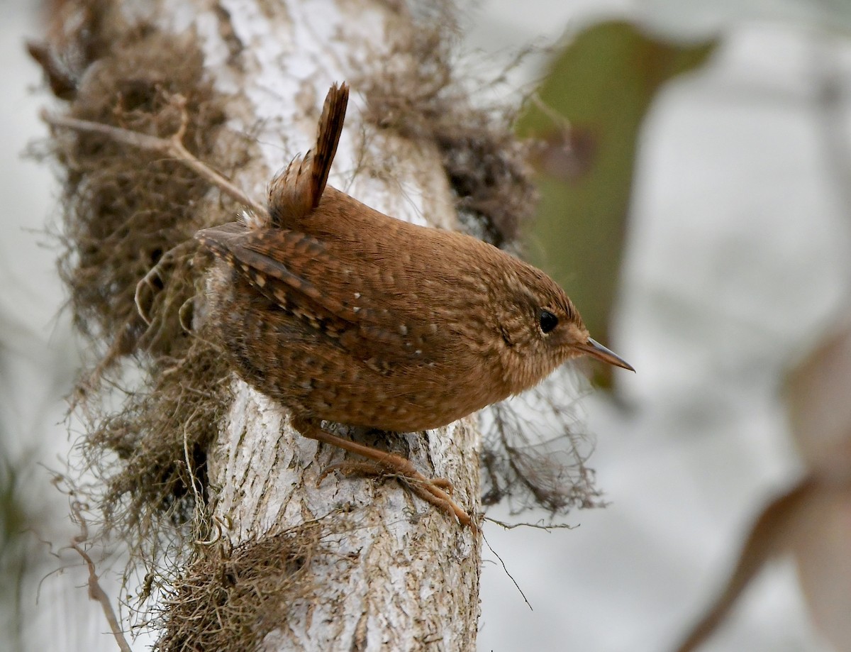 Winter Wren - Claudia Nielson