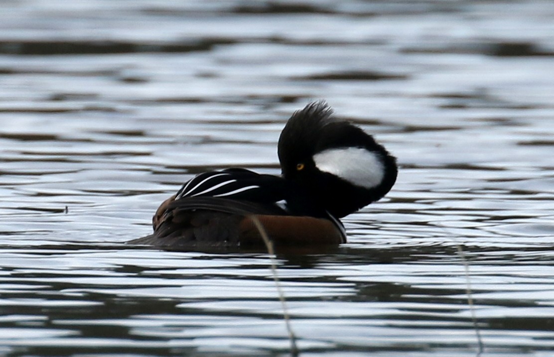 Hooded Merganser - ML417244431