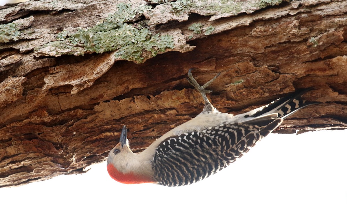 Red-bellied Woodpecker - ML417244611