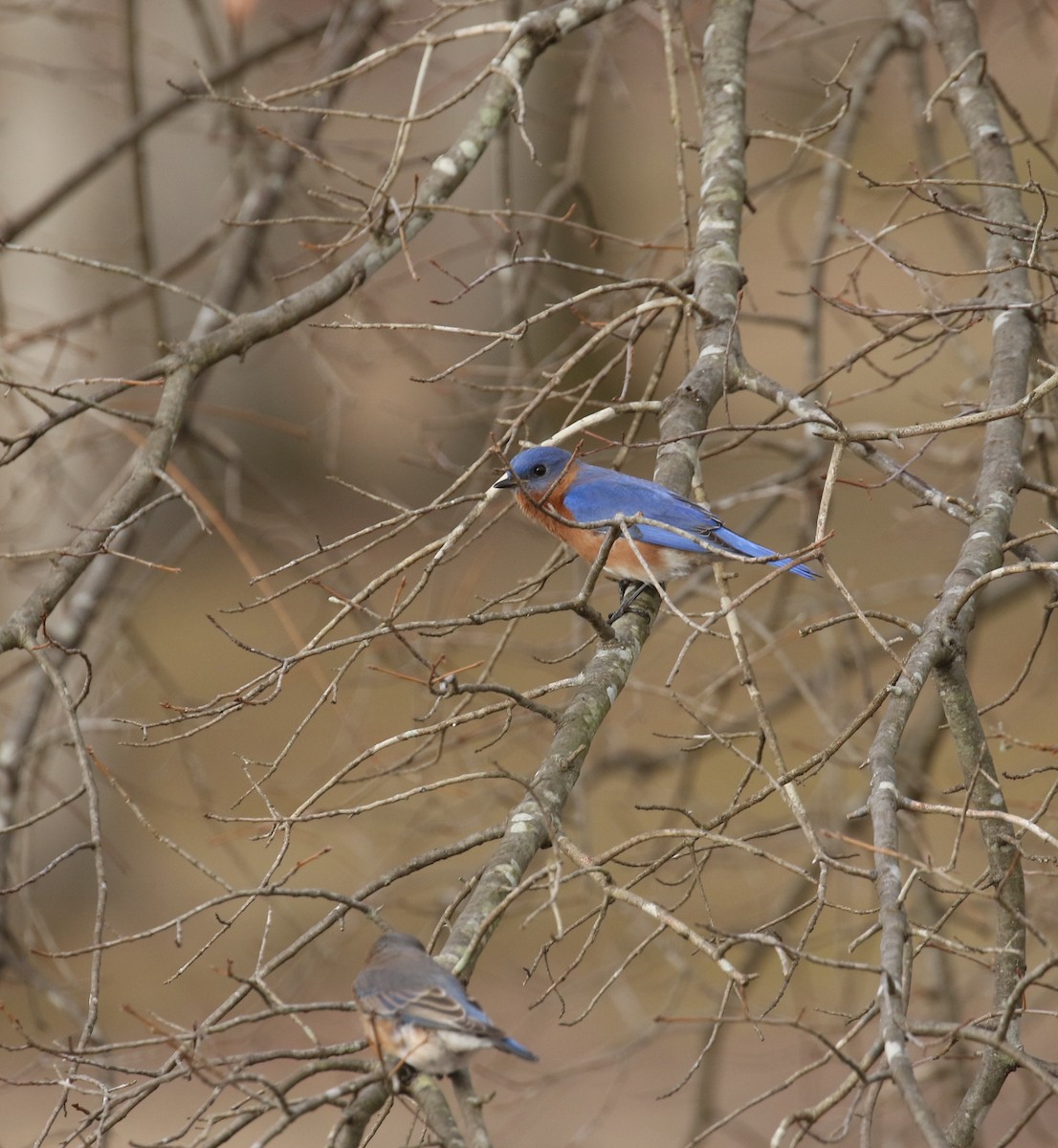 Eastern Bluebird - ML417244711