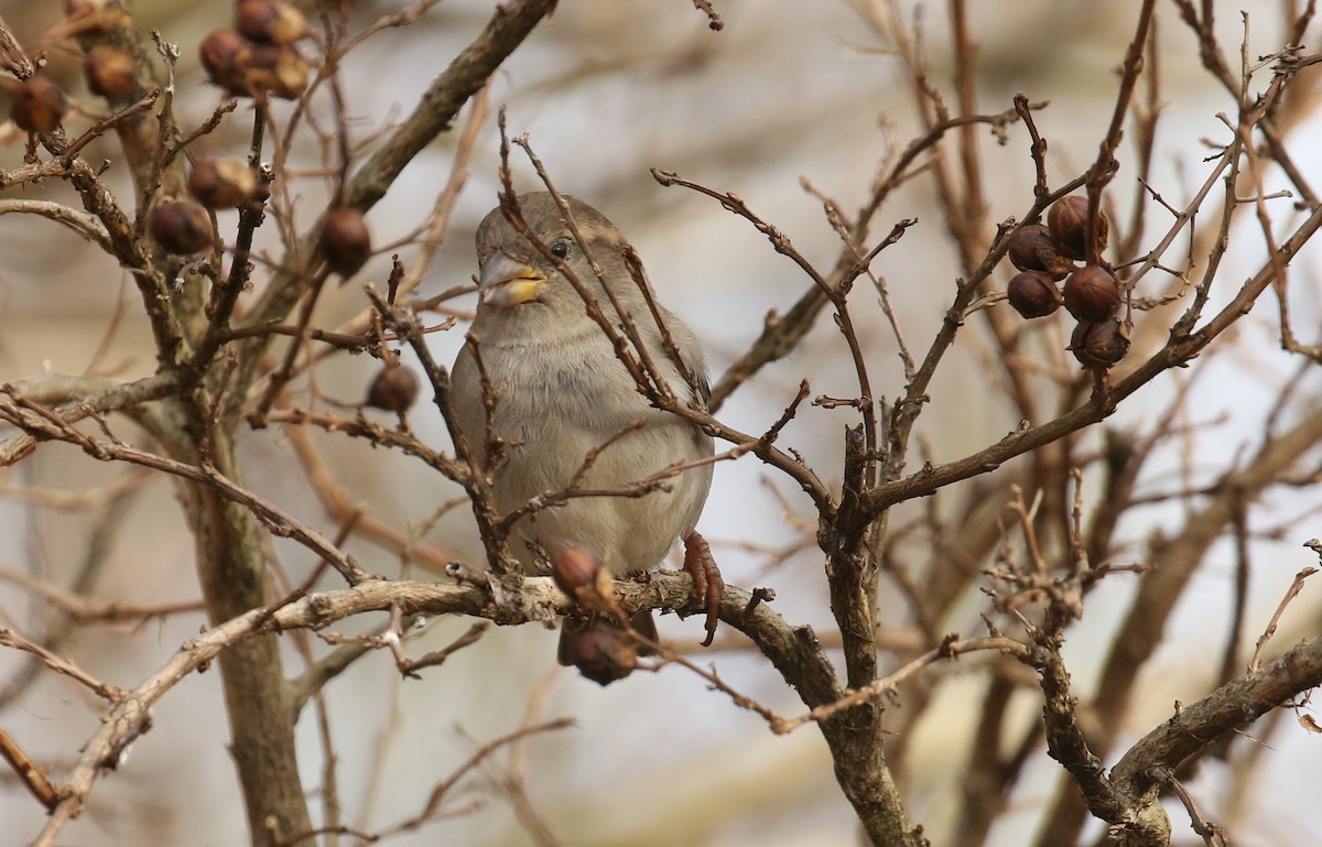 Moineau domestique - ML417244721