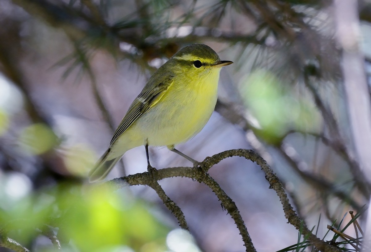 ミドリムシクイ - ML417246851