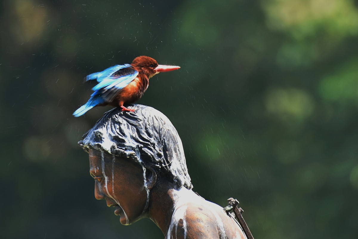 White-throated Kingfisher - ML417247001