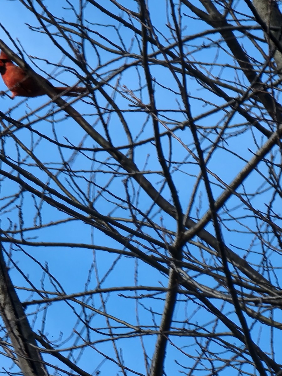 Kırmızı Kardinal - ML417248401