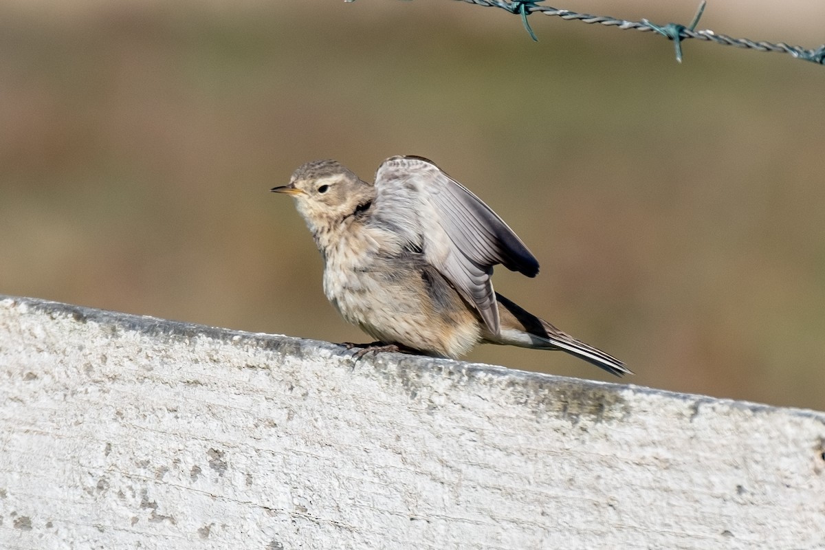 American Pipit - ML417248451