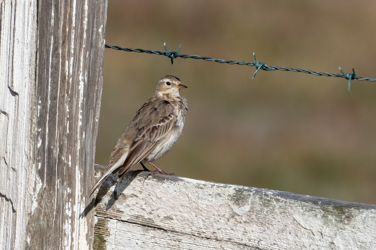 American Pipit - ML417248481