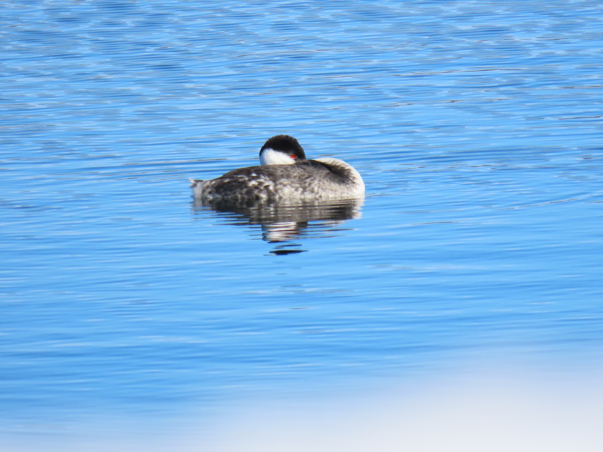 Western Grebe - ML417255801