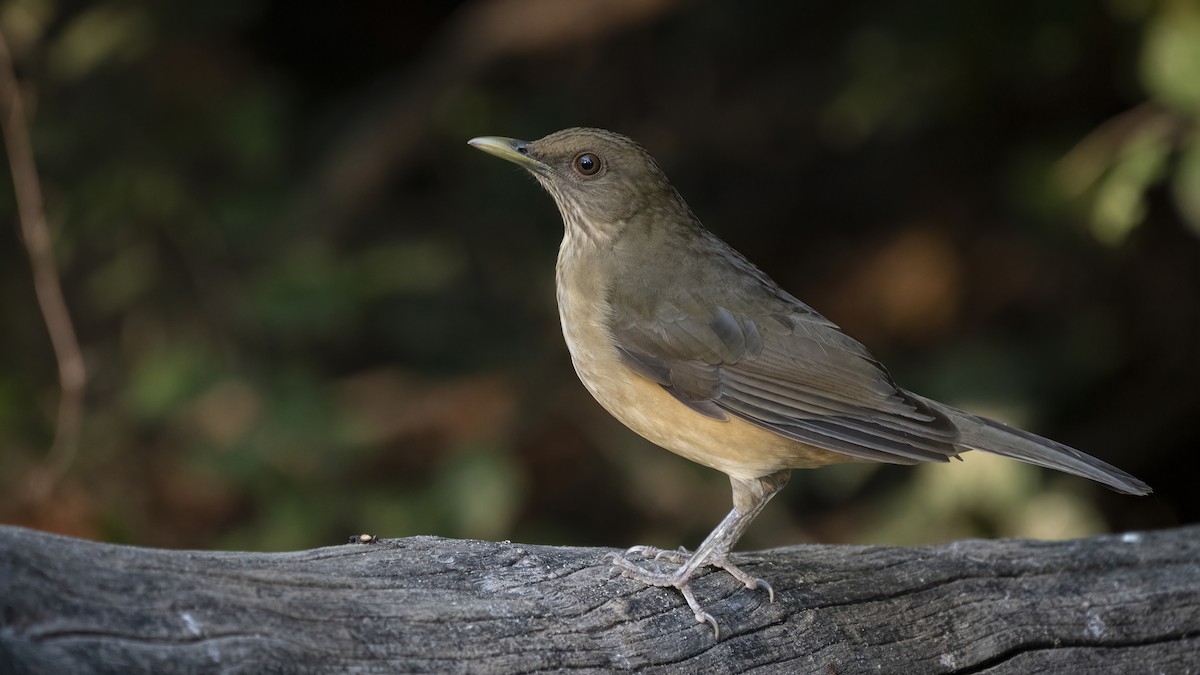 Clay-colored Thrush - ML417256301