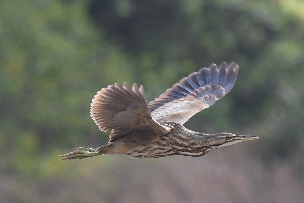 American Bittern - ML417256781