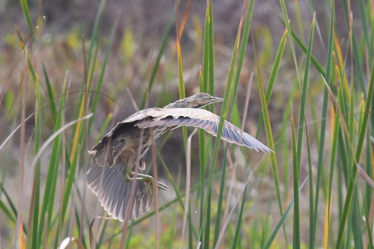 American Bittern - ML417256801