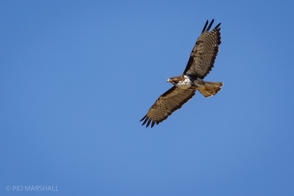 Rufous-tailed Hawk - Pio Marshall