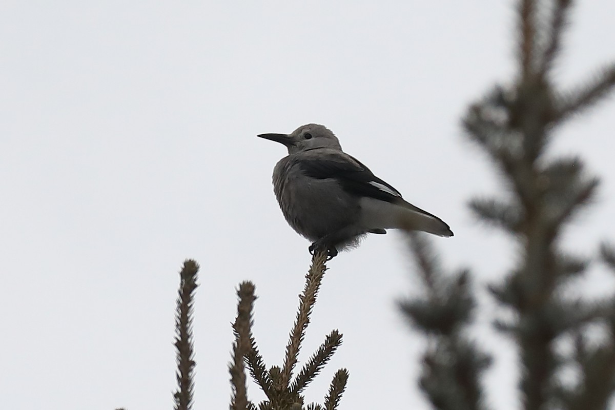 Kiefernhäher - ML417258501
