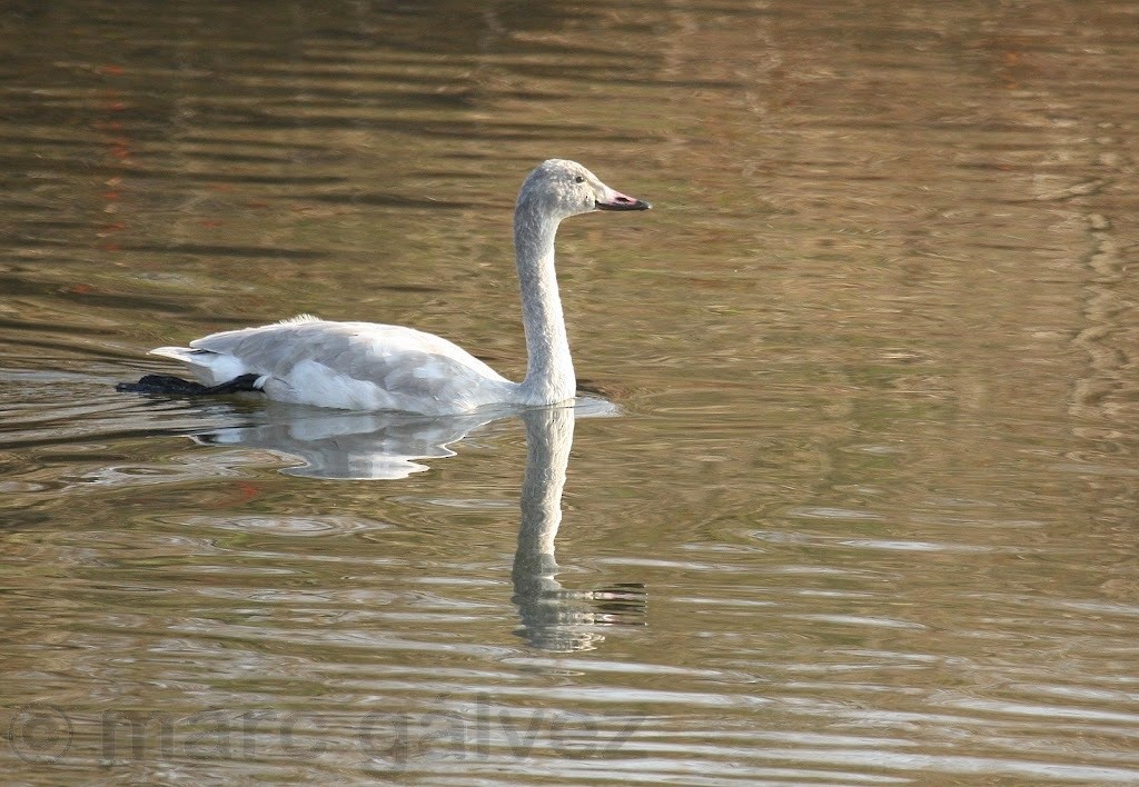 Tundra Swan - ML41726141