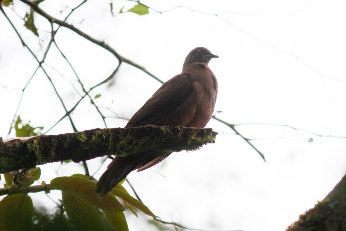 Ruddy Pigeon - ML417261431