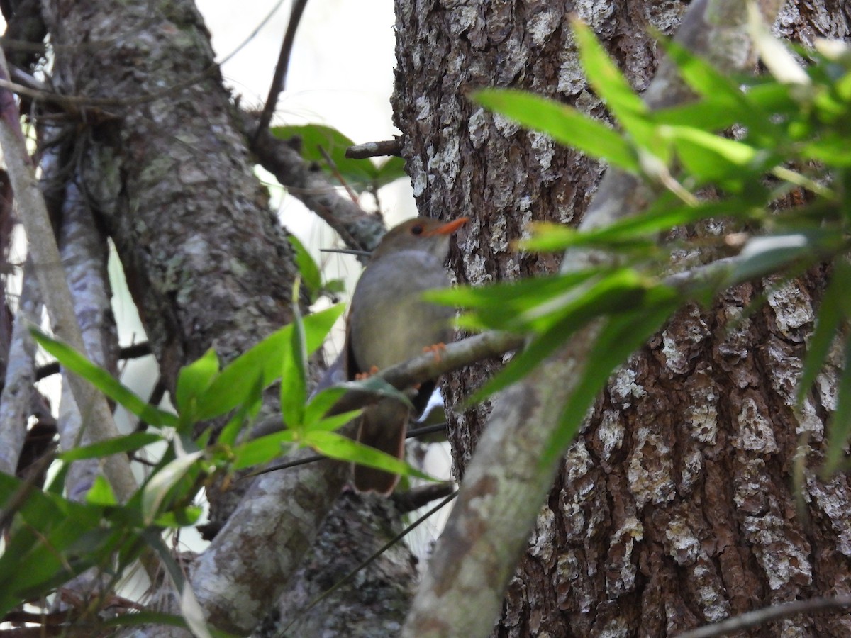 Orange-billed Nightingale-Thrush (Brown-headed) - ML417262651