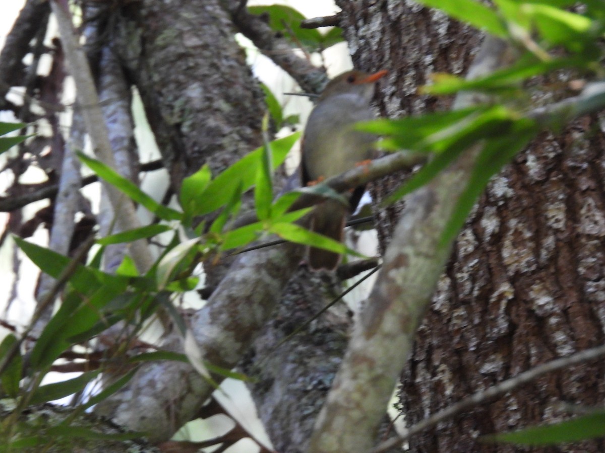 Orange-billed Nightingale-Thrush (Brown-headed) - ML417262661