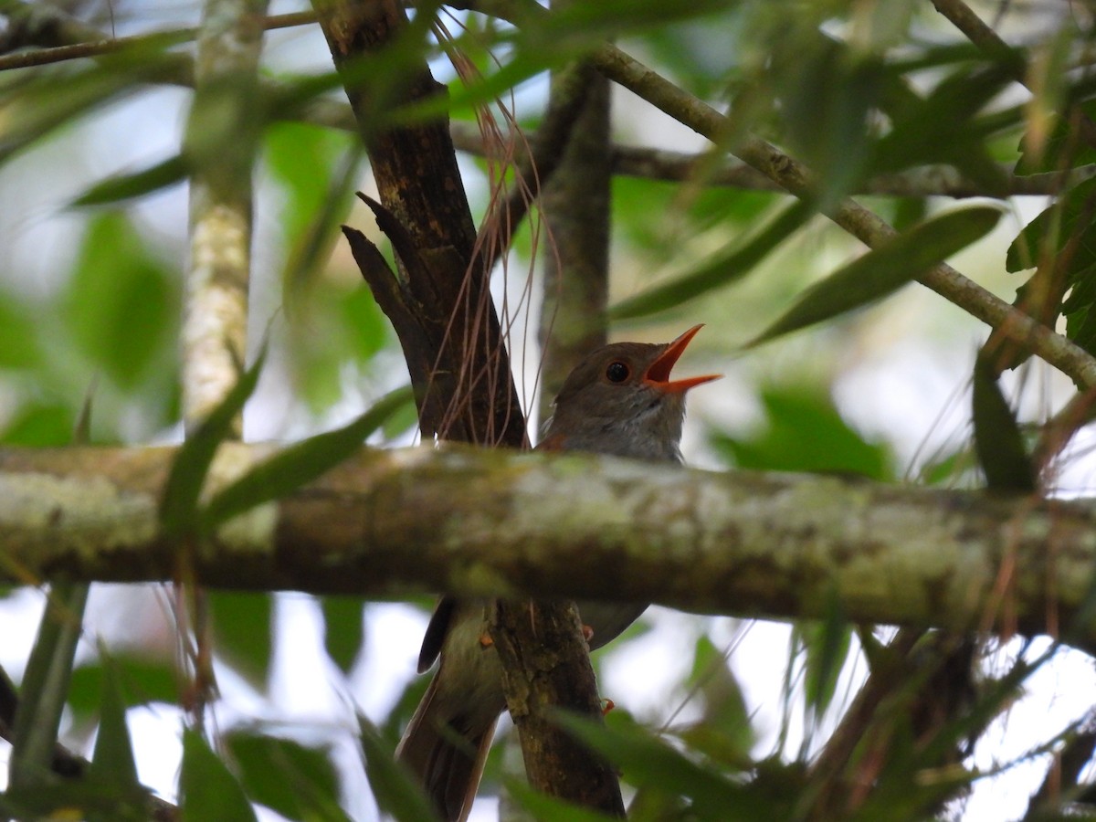 Orange-billed Nightingale-Thrush (Brown-headed) - ML417262671