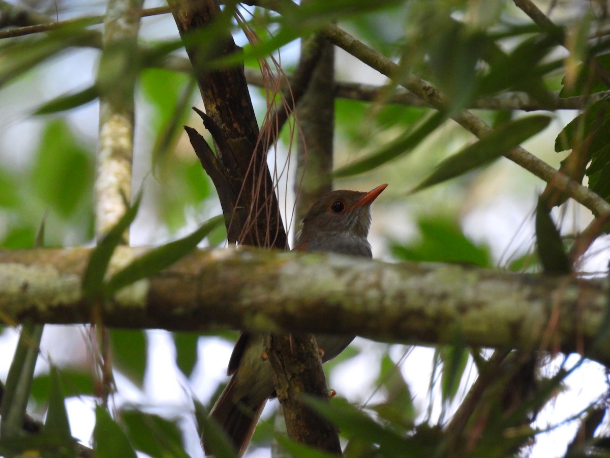Orange-billed Nightingale-Thrush (Brown-headed) - ML417262681