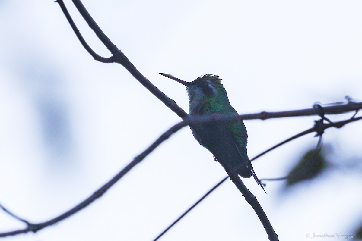 kolibřík zlatohlavý - ML417263121