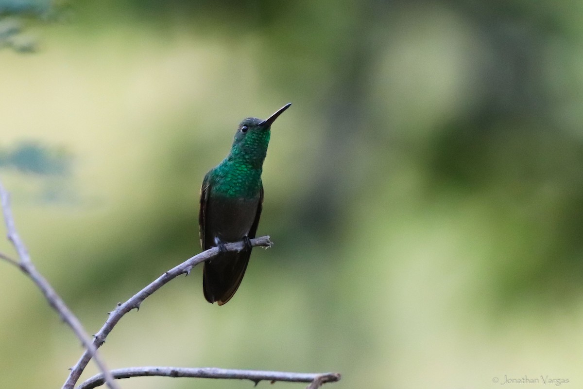 Berylline Hummingbird - ML417263201