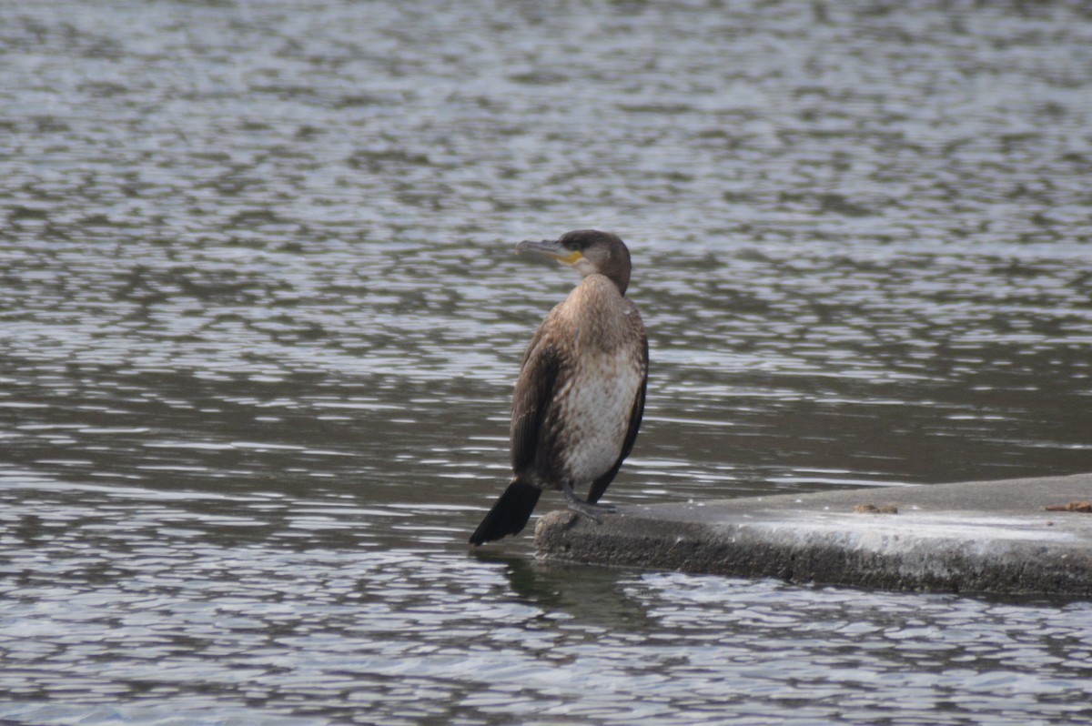 Great Cormorant - ML41726391