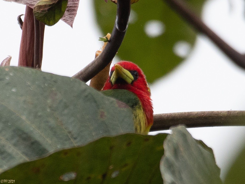 Red-headed Barbet - ML417264671