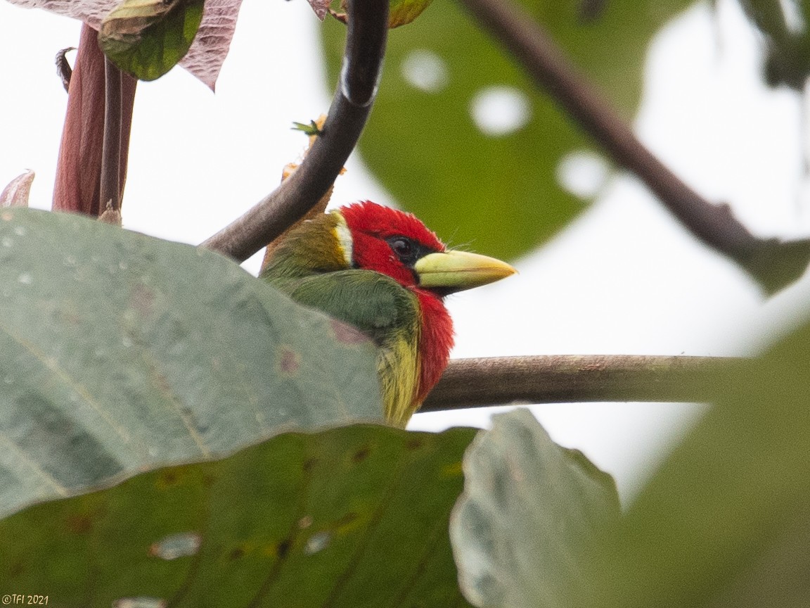 Red-headed Barbet - ML417264681