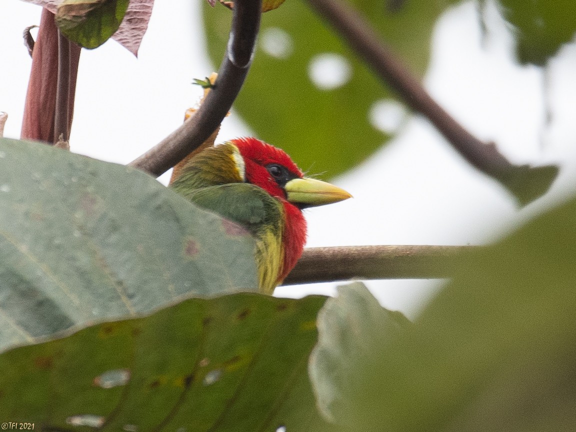 Red-headed Barbet - ML417264691