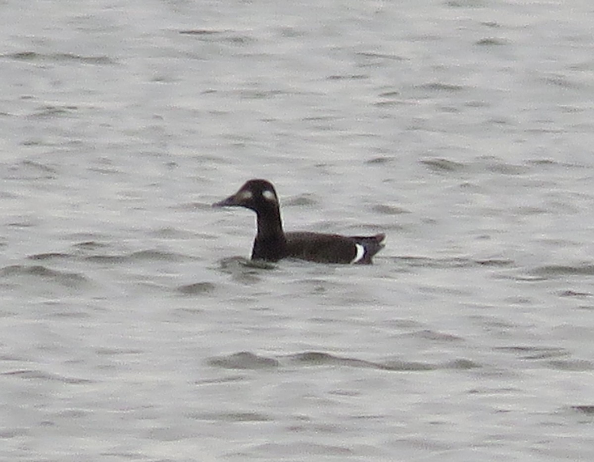 White-winged Scoter - ML41726661