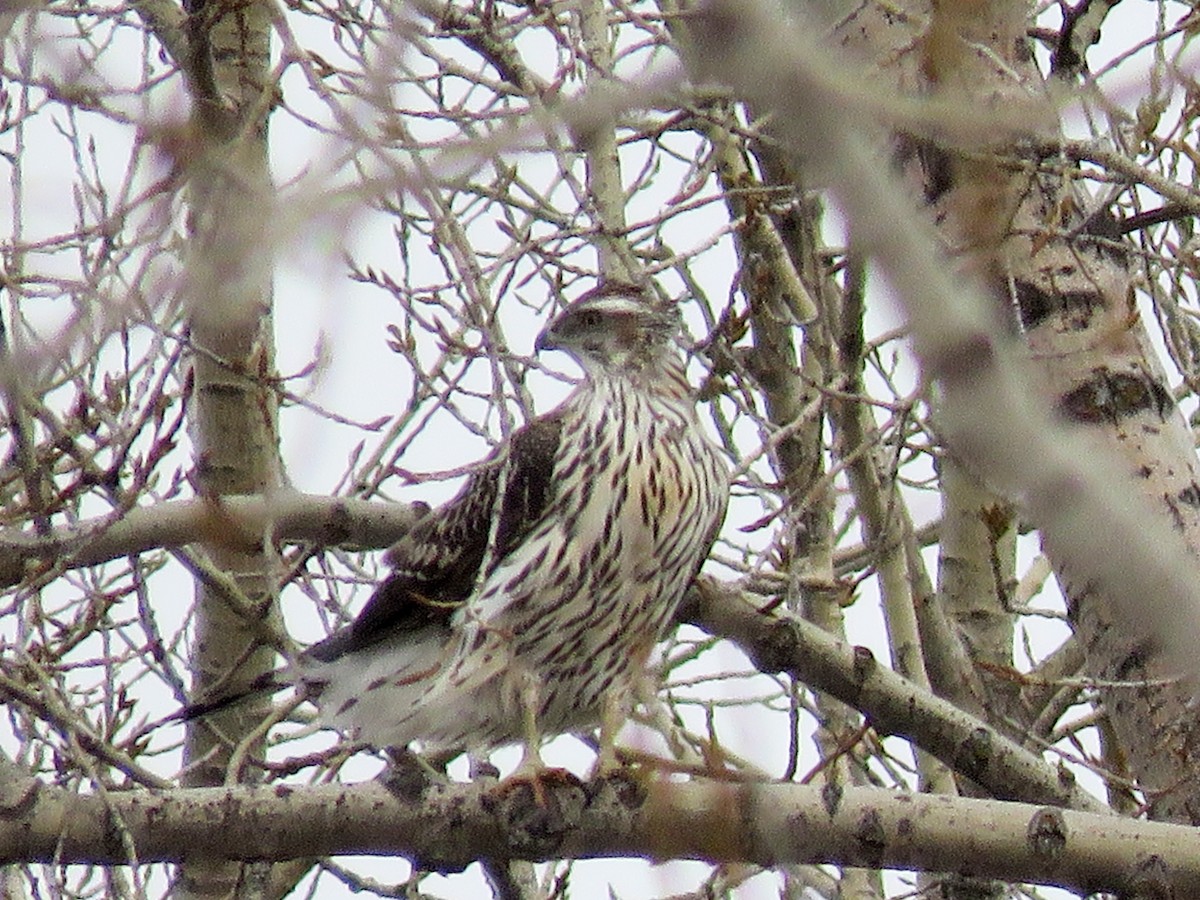 American Goshawk - ML417266981