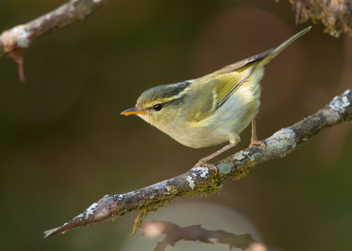 Davison's Leaf Warbler - Ayuwat Jearwattanakanok