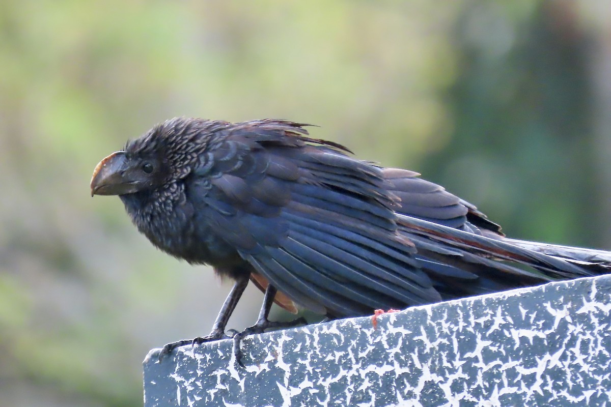 Smooth-billed Ani - Pepper Trail