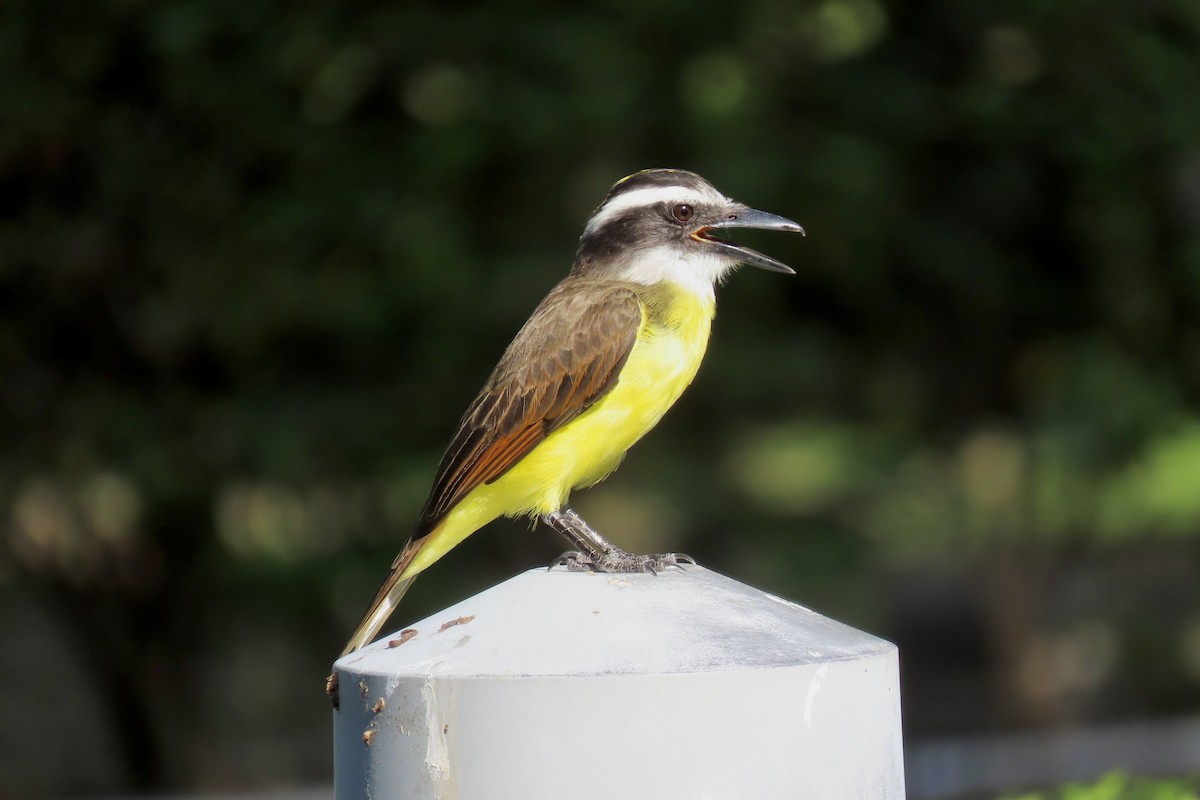 Great Kiskadee - Pepper Trail