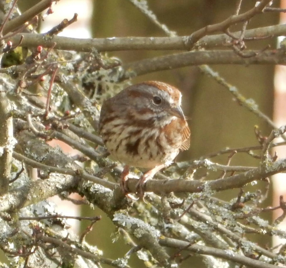 Song Sparrow (montana/merrilli) - ML417269331