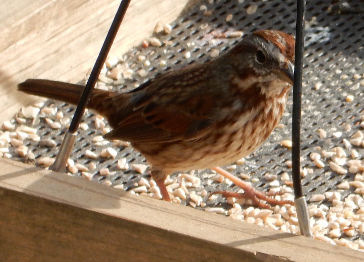 Song Sparrow (montana/merrilli) - ML417269391